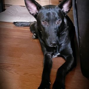 Meet your Posher, Antoinette